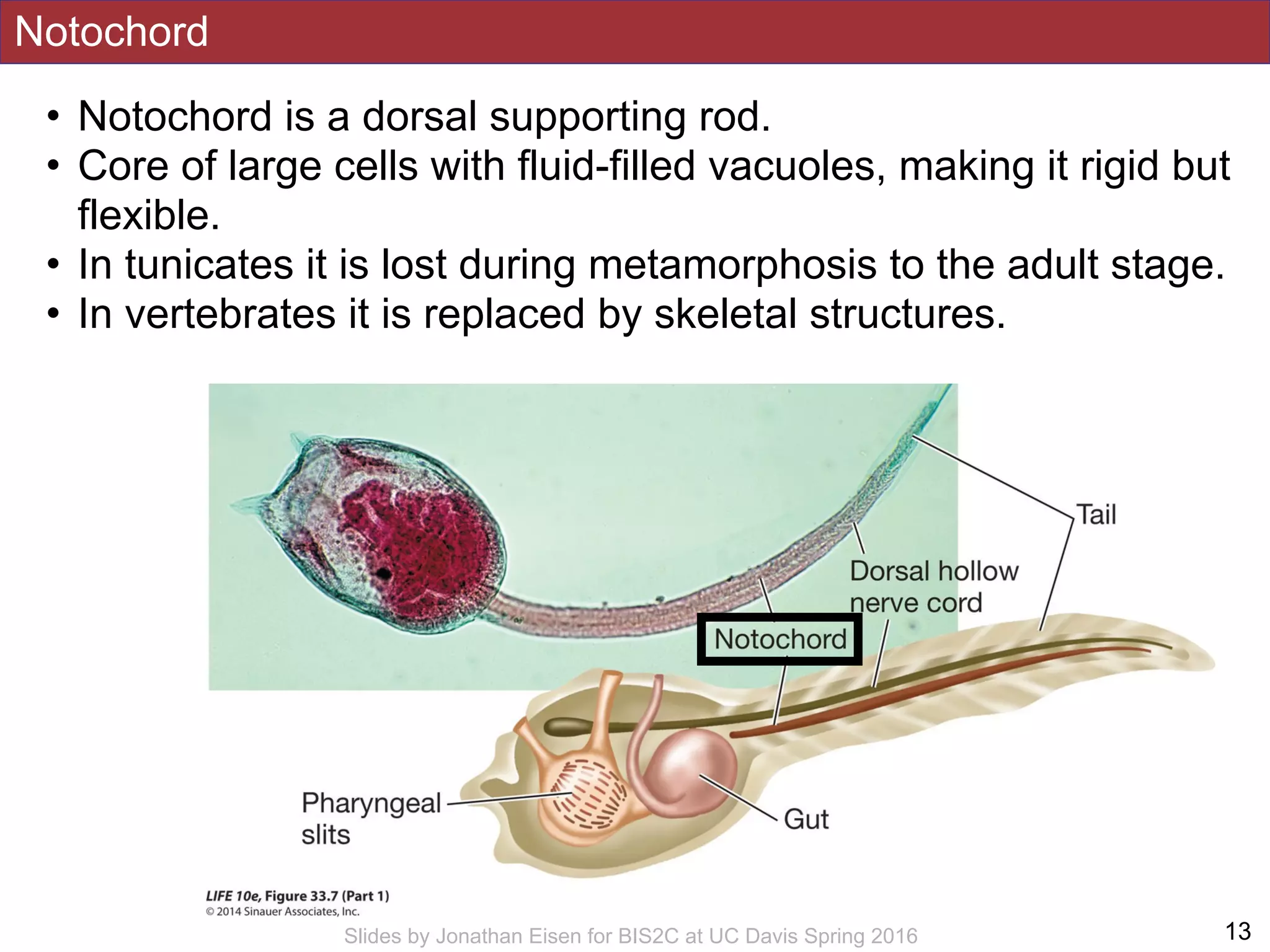 Notochord
!13Slides by Jonathan Eisen for BIS2C at UC Davis Spring 2016
• Notochord is a dorsal supporting rod.
• Core of large cells with fluid-filled vacuoles, making it rigid but
flexible.
• In tunicates it is lost during metamorphosis to the adult stage.
• In vertebrates it is replaced by skeletal structures.
 