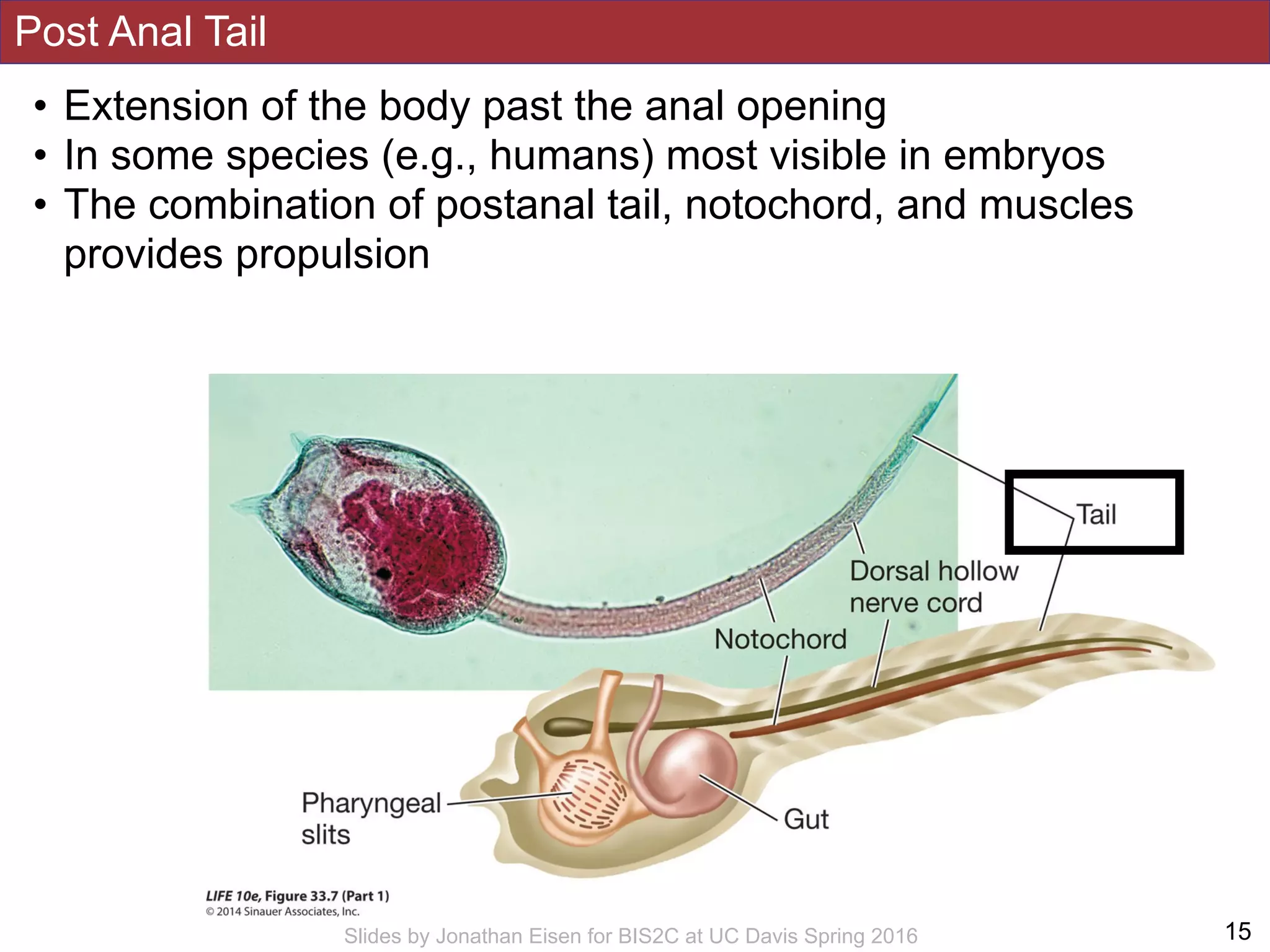 Post Anal Tail
!15Slides by Jonathan Eisen for BIS2C at UC Davis Spring 2016
• Extension of the body past the anal opening
• In some species (e.g., humans) most visible in embryos
• The combination of postanal tail, notochord, and muscles
provides propulsion
 