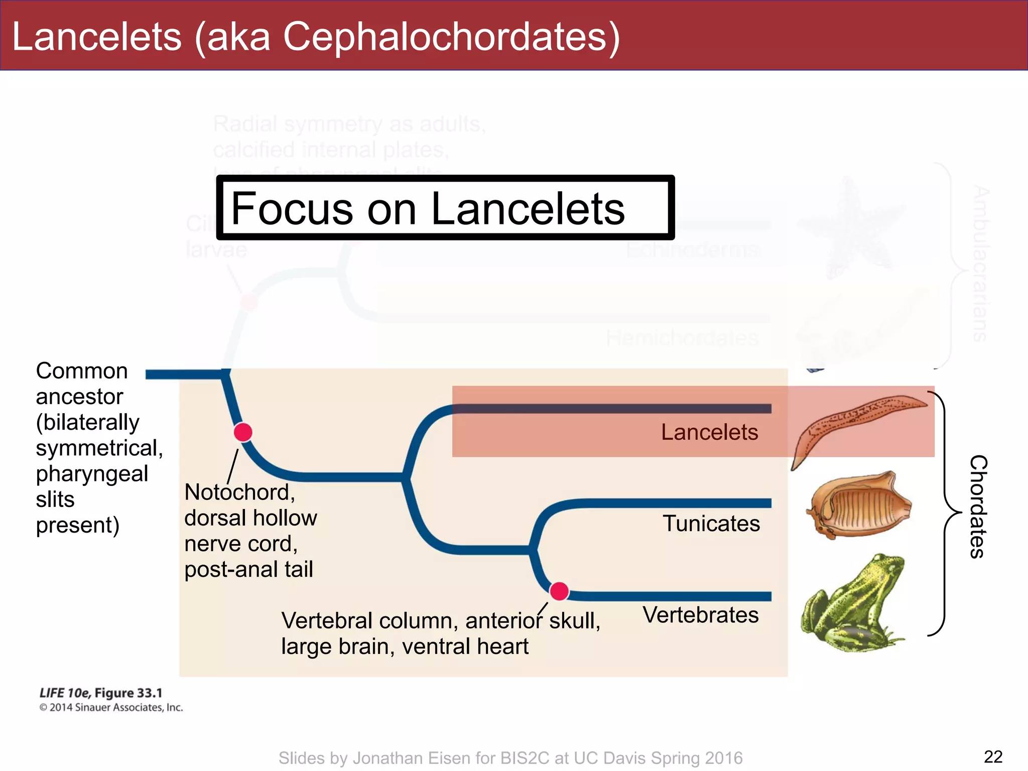 Slides by Jonathan Eisen for BIS2C at UC Davis Spring 2016
Lancelets (aka Cephalochordates)
22
Chordates
Common
ancestor
(bilaterally
symmetrical,
pharyngeal
slits
present)
Echinoderms
Hemichordates
Lancelets
Tunicates
VertebratesVertebral column, anterior skull,
large brain, ventral heart
Notochord,
dorsal hollow
nerve cord,
post-anal tail
Radial symmetry as adults,
calcified internal plates,
loss of pharyngeal slits
Ciliated
larvae
Ambulacrarians
Focus on Lancelets
 