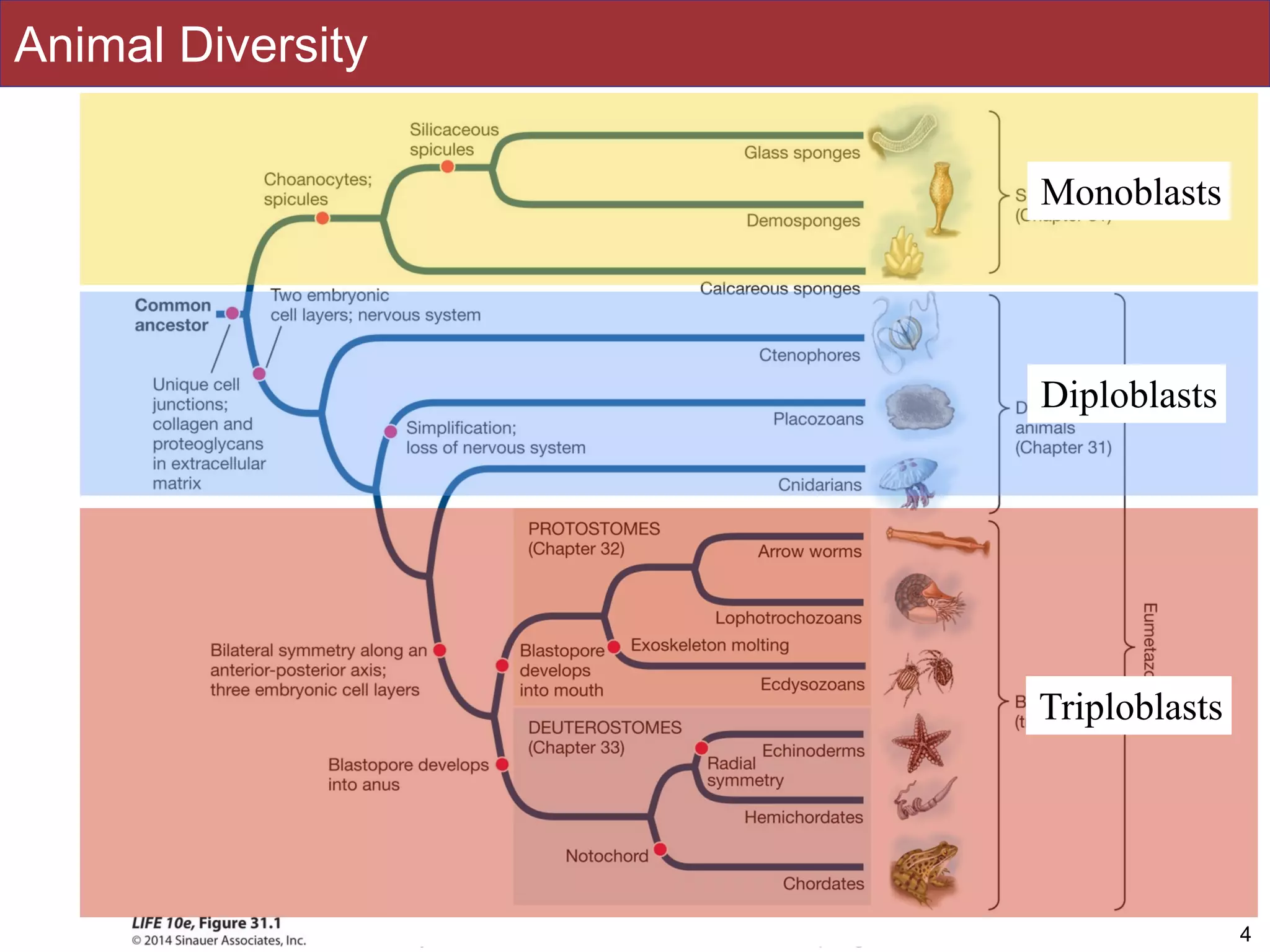 Slides by Jonathan Eisen for BIS2C at UC Davis Spring 2016
Animal Diversity
4
Diploblasts
Triploblasts
Monoblasts
 