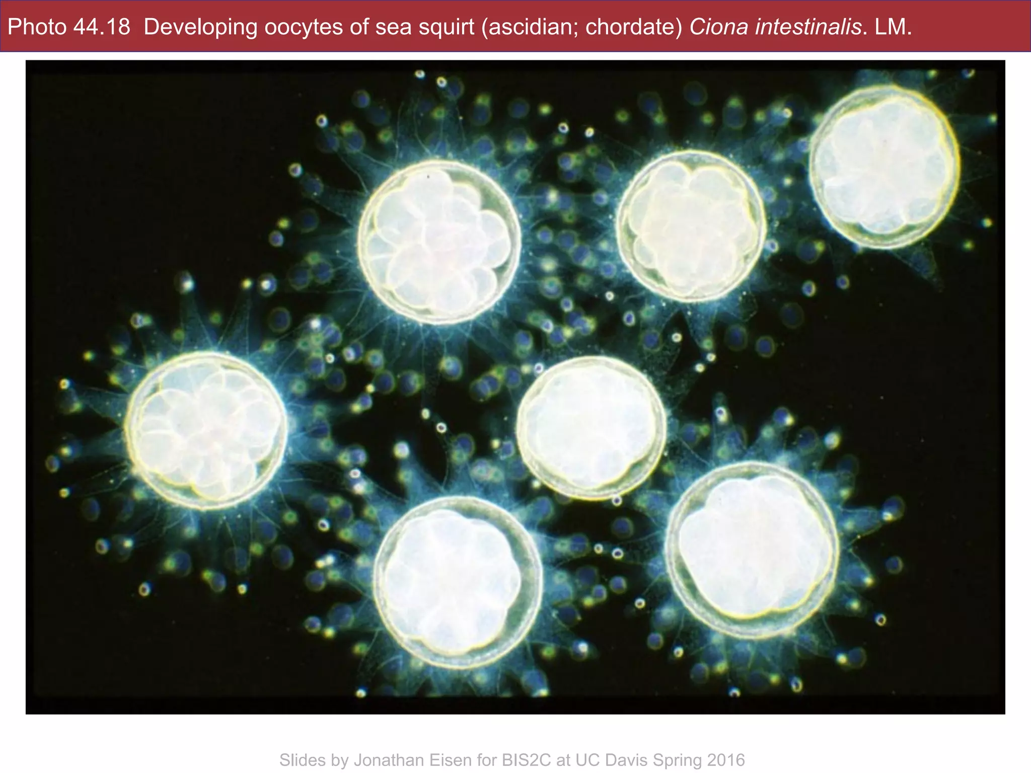 Photo 44.18 Developing oocytes of sea squirt (ascidian; chordate) Ciona intestinalis. LM.
!30Slides by Jonathan Eisen for BIS2C at UC Davis Spring 2016
 