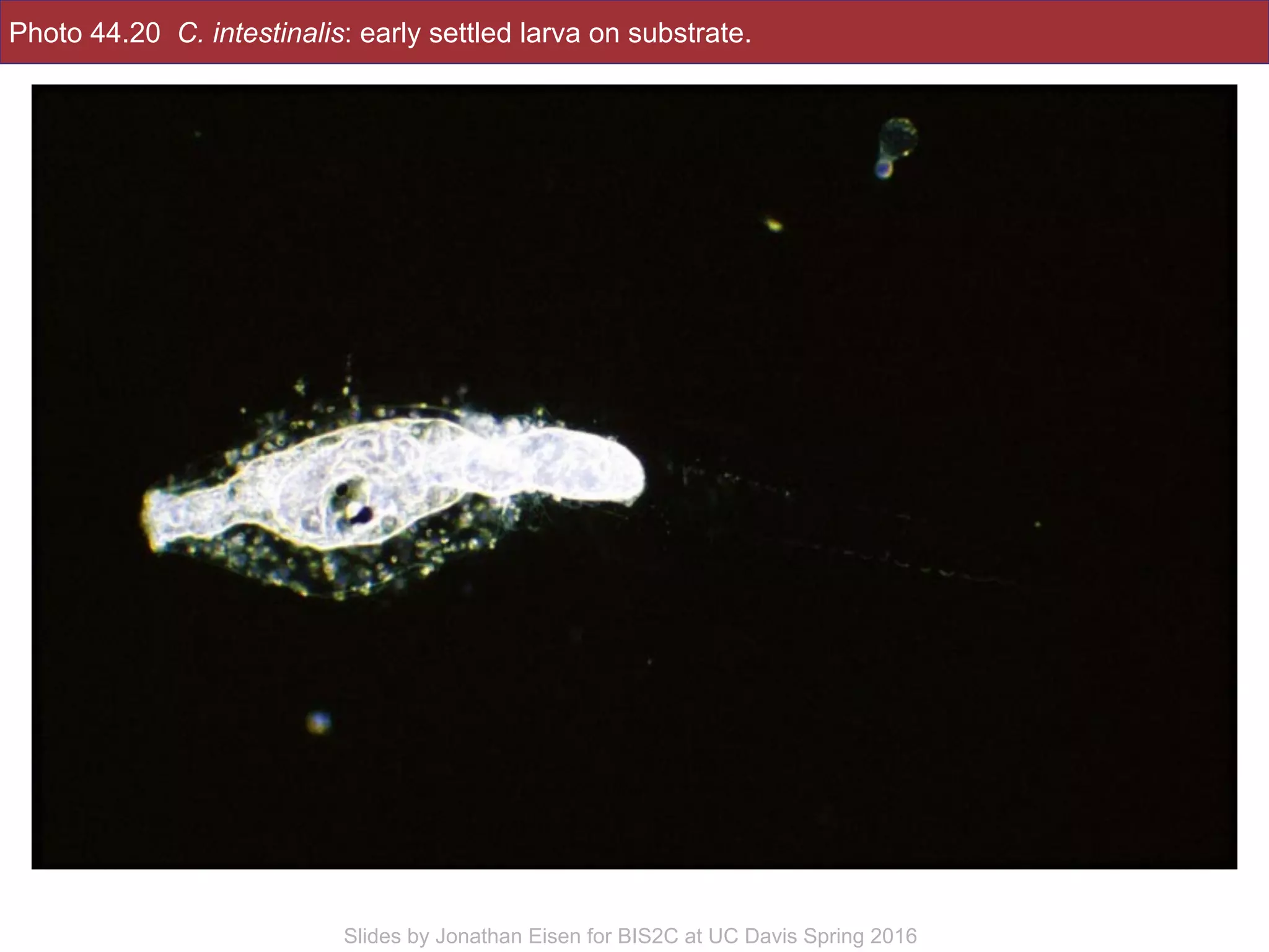 Photo 44.20 C. intestinalis: early settled larva on substrate.
!32Slides by Jonathan Eisen for BIS2C at UC Davis Spring 2016
 