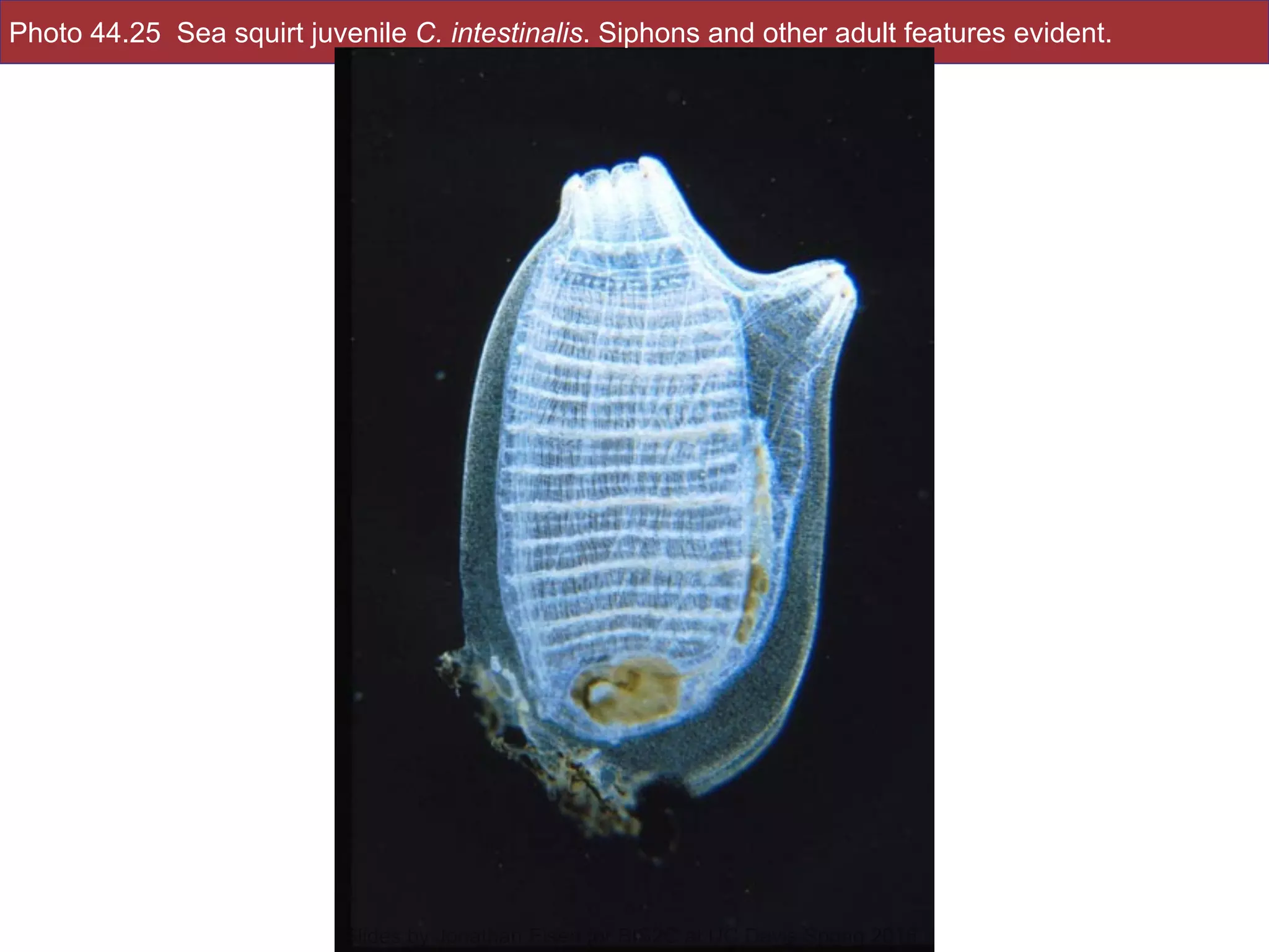 Photo 44.25 Sea squirt juvenile C. intestinalis. Siphons and other adult features evident.
!37Slides by Jonathan Eisen for BIS2C at UC Davis Spring 2016
 