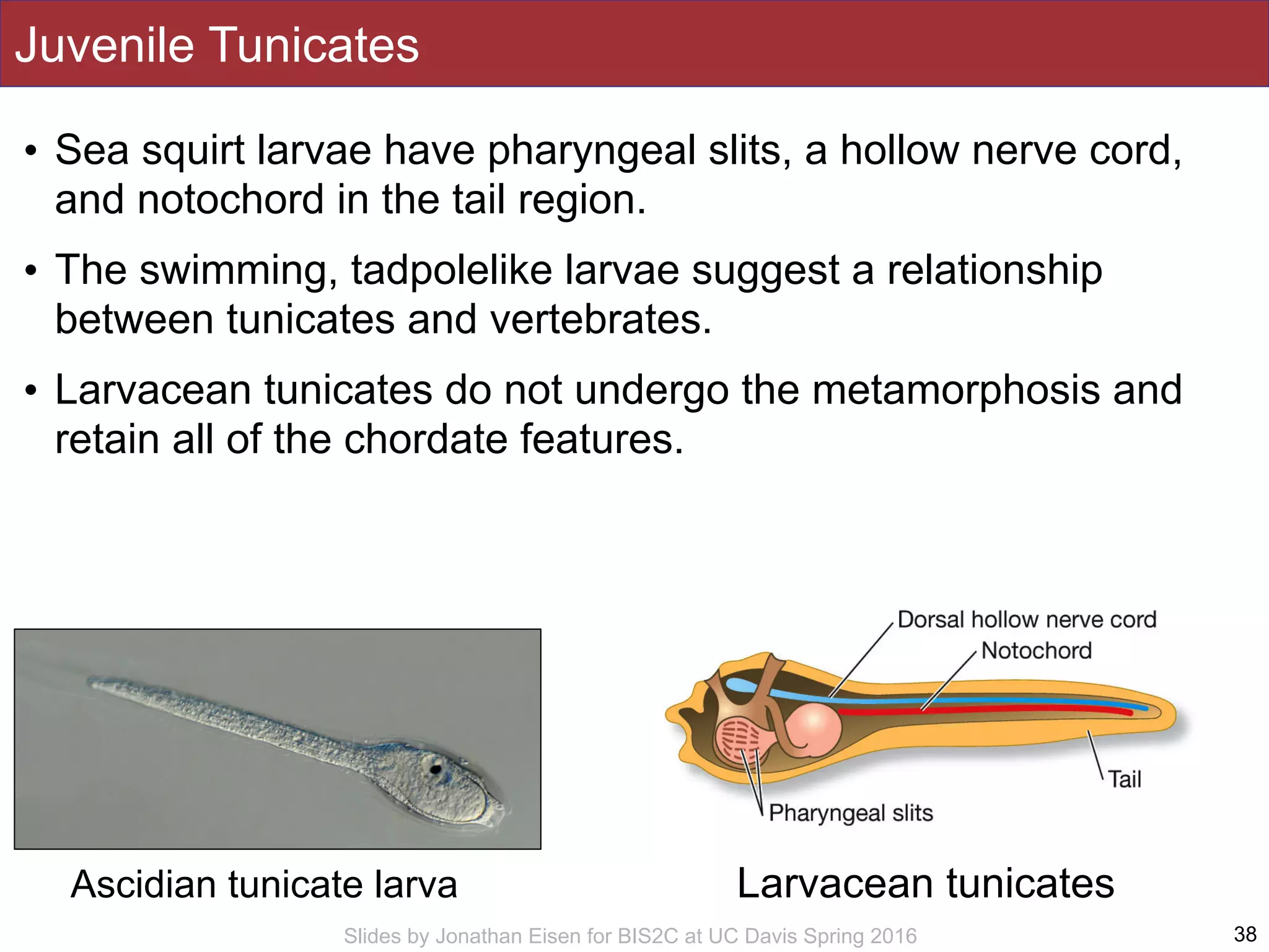 Slides by Jonathan Eisen for BIS2C at UC Davis Spring 2016
Juvenile Tunicates
38
Ascidian tunicate larva
• Sea squirt larvae have pharyngeal slits, a hollow nerve cord,
and notochord in the tail region.
• The swimming, tadpolelike larvae suggest a relationship
between tunicates and vertebrates.
• Larvacean tunicates do not undergo the metamorphosis and
retain all of the chordate features.
Larvacean tunicates
 