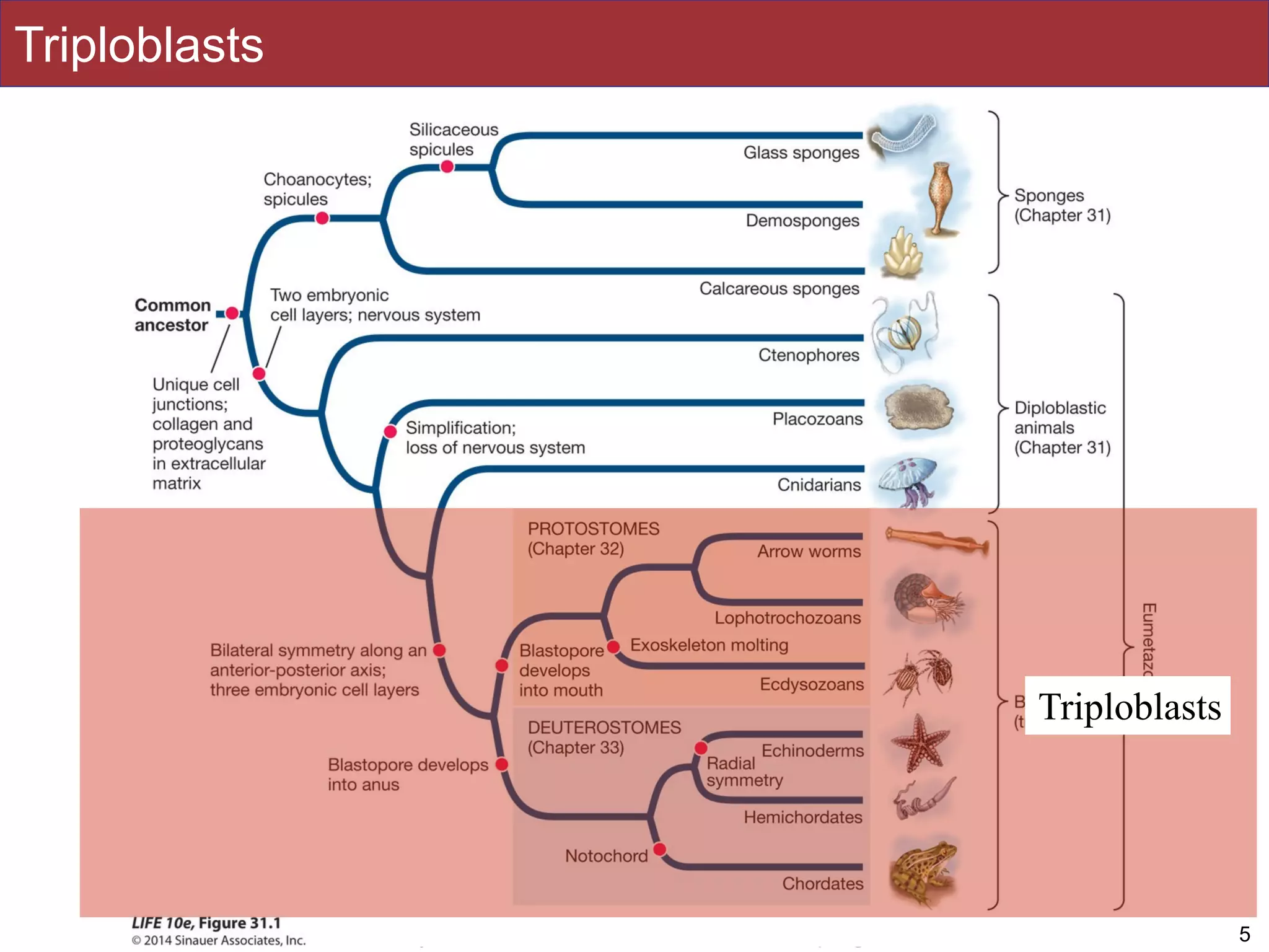 Slides by Jonathan Eisen for BIS2C at UC Davis Spring 2016
Triploblasts
5
Triploblasts
 