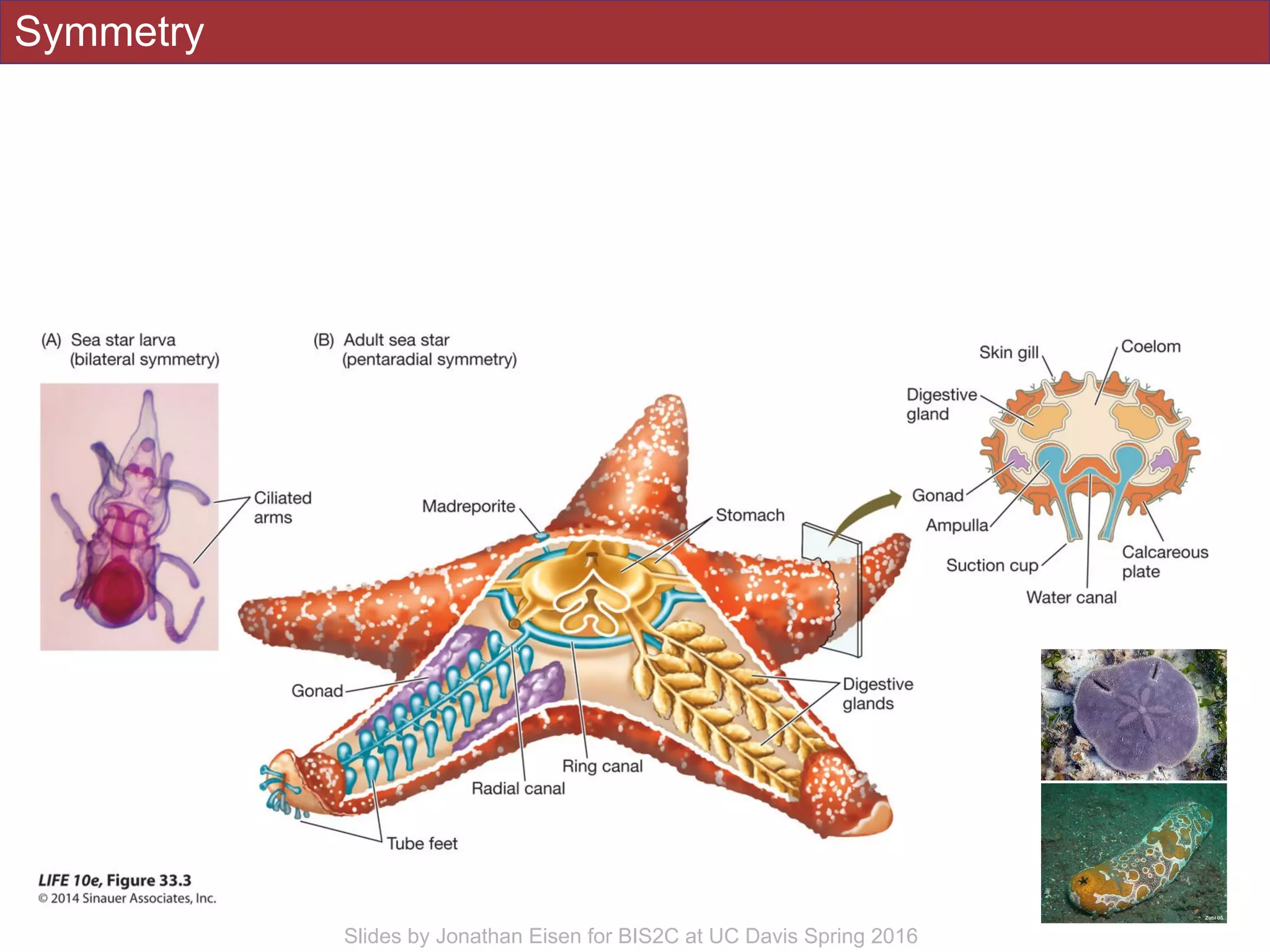 Symmetry
Slides by Jonathan Eisen for BIS2C at UC Davis Spring 2016
 
