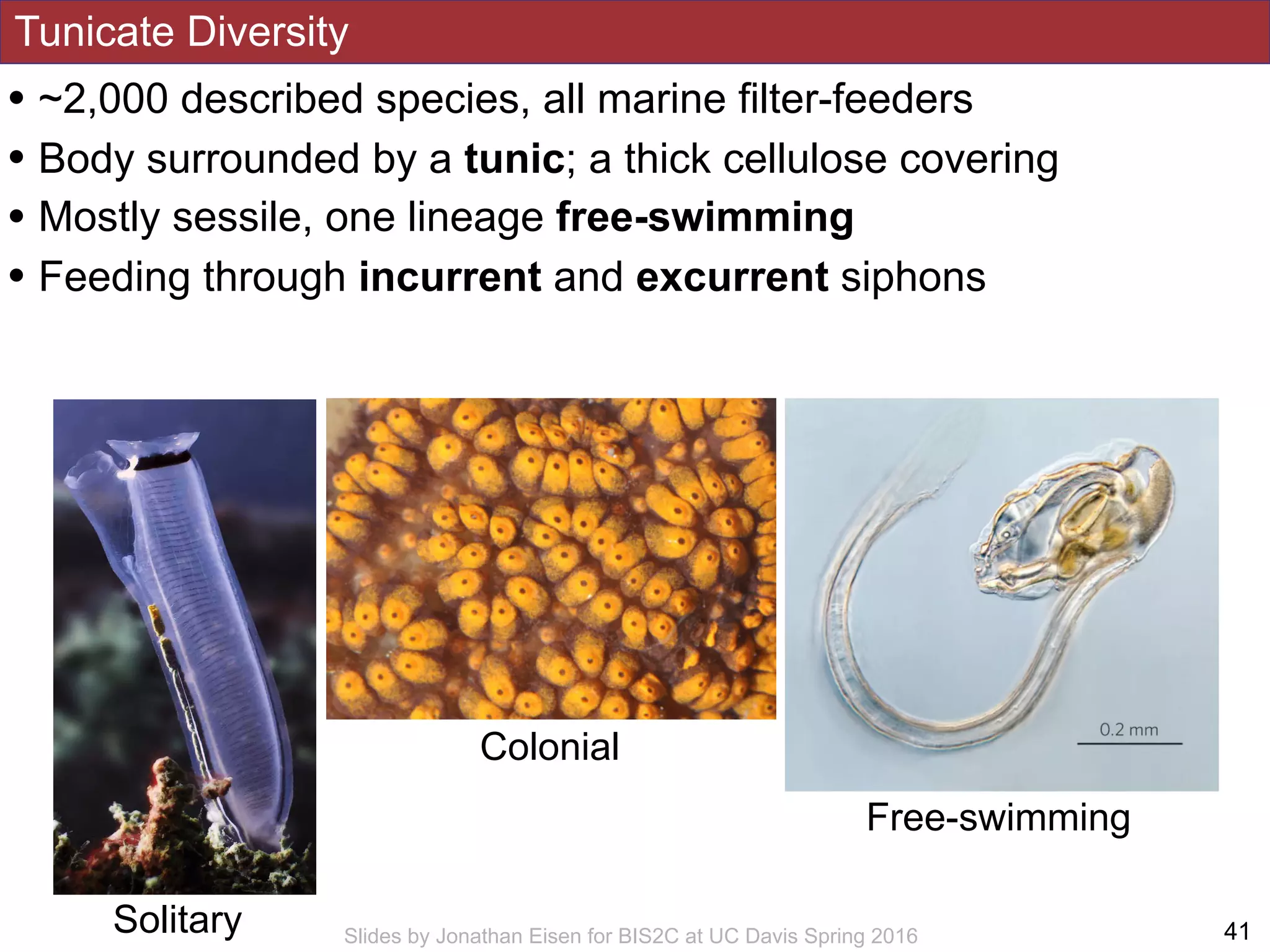 Tunicate Diversity
!41Slides by Jonathan Eisen for BIS2C at UC Davis Spring 2016
• ~2,000 described species, all marine filter-feeders
• Body surrounded by a tunic; a thick cellulose covering
• Mostly sessile, one lineage free-swimming
• Feeding through incurrent and excurrent siphons
Solitary
Colonial
Free-swimming
 