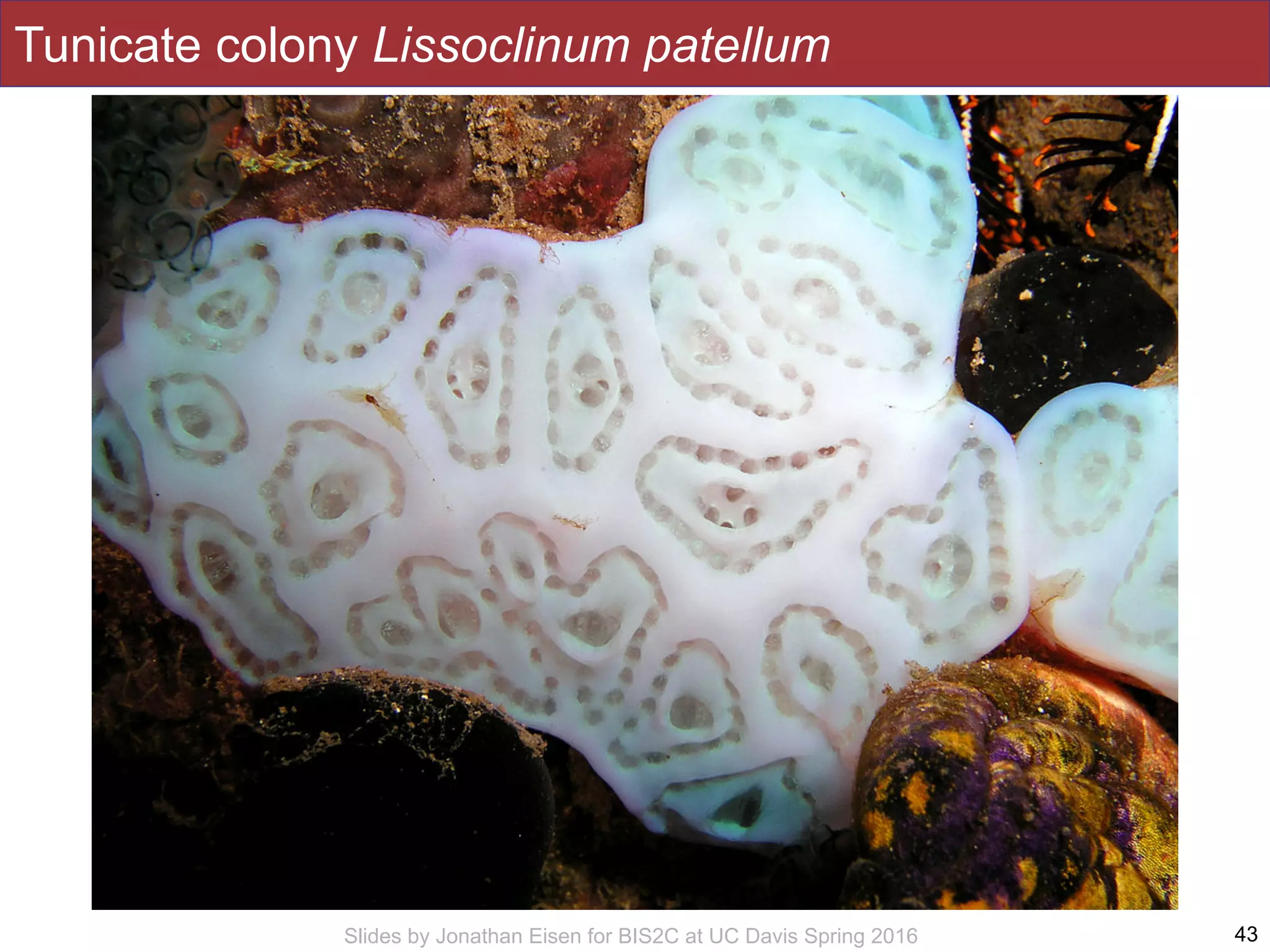 Slides by Jonathan Eisen for BIS2C at UC Davis Spring 2016
Tunicate colony Lissoclinum patellum
43
 