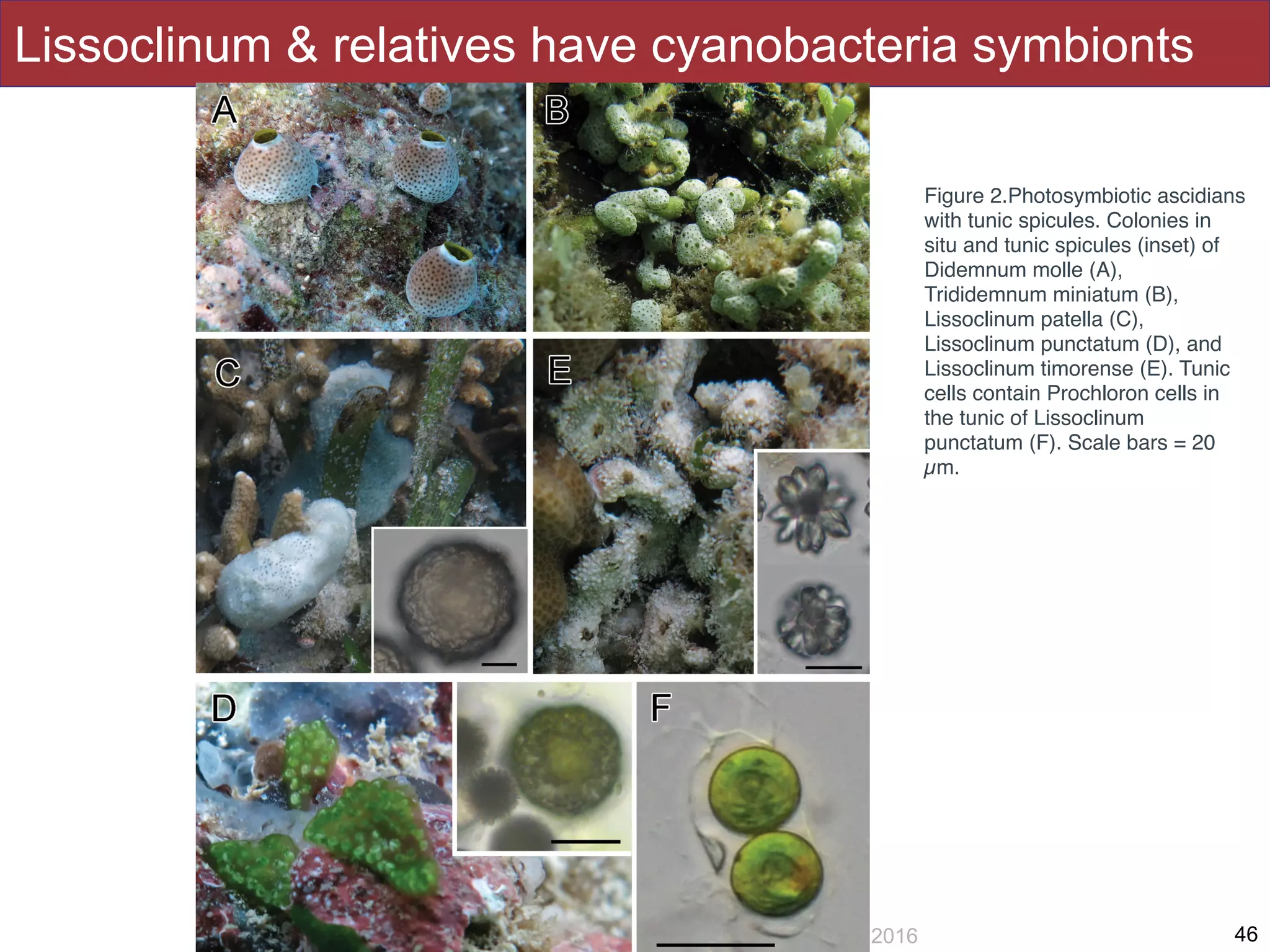 Slides by Jonathan Eisen for BIS2C at UC Davis Spring 2016
Lissoclinum & relatives have cyanobacteria symbionts
46
Figure 2.Photosymbiotic ascidians
with tunic spicules. Colonies in
situ and tunic spicules (inset) of
Didemnum molle (A),
Trididemnum miniatum (B),
Lissoclinum patella (C),
Lissoclinum punctatum (D), and
Lissoclinum timorense (E). Tunic
cells contain Prochloron cells in
the tunic of Lissoclinum
punctatum (F). Scale bars = 20
µm. 
 