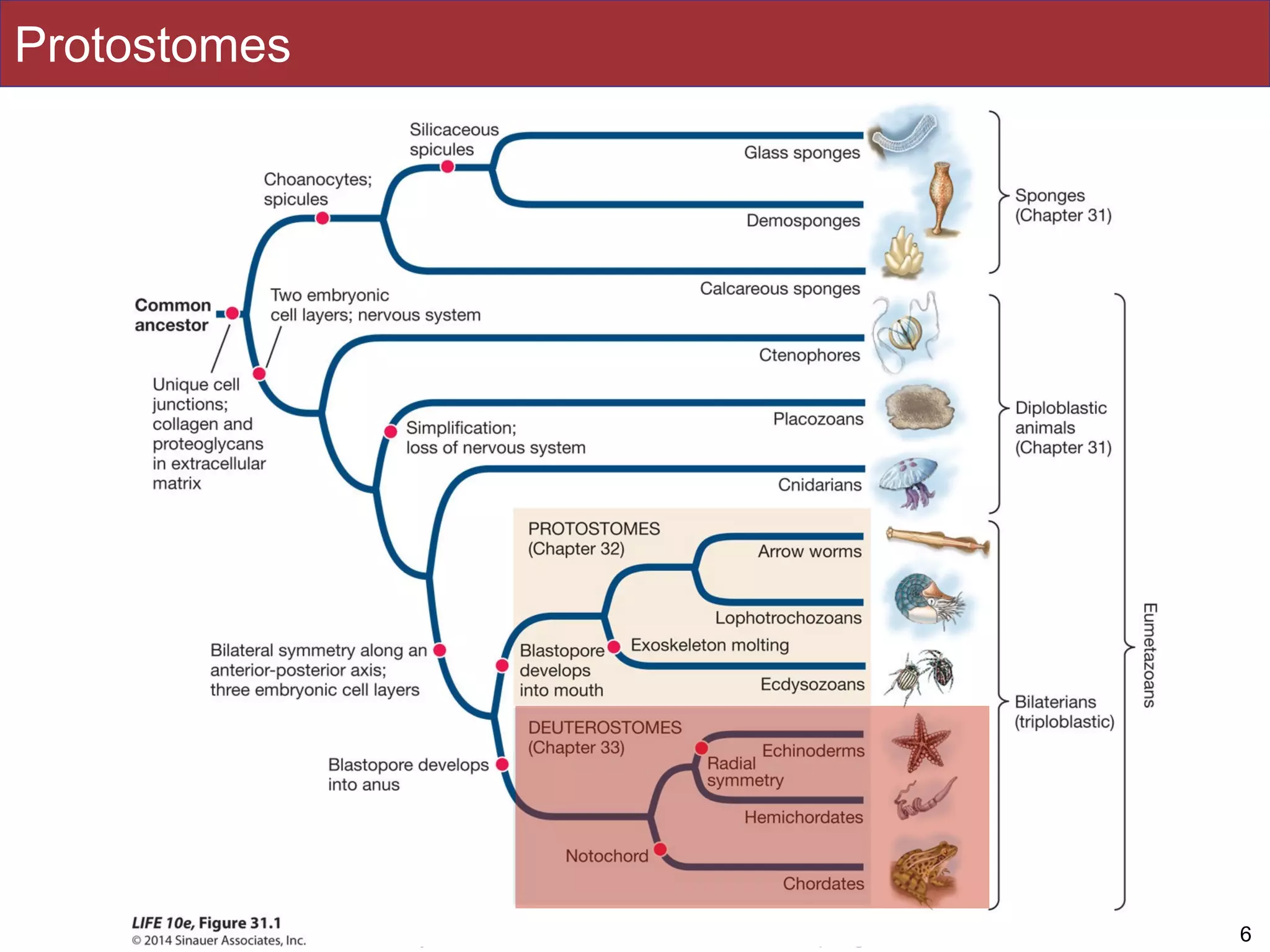 Slides by Jonathan Eisen for BIS2C at UC Davis Spring 2016
Protostomes
6
 