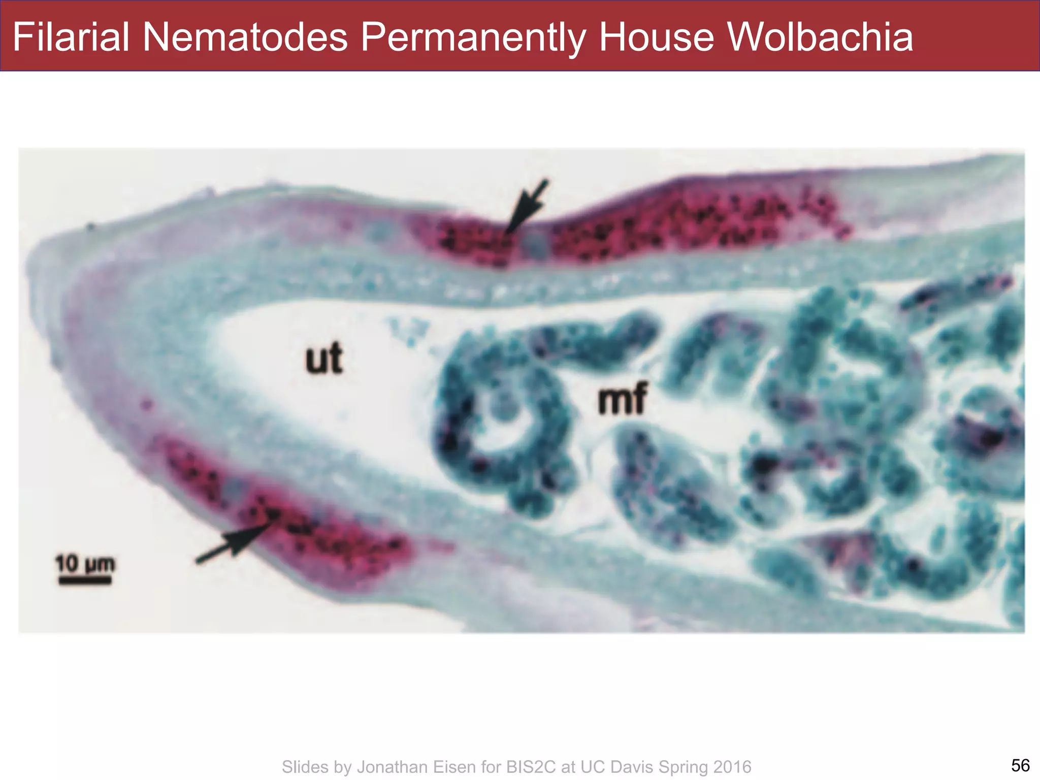 Slides by Jonathan Eisen for BIS2C at UC Davis Spring 2016
Filarial Nematodes Permanently House Wolbachia
56
 