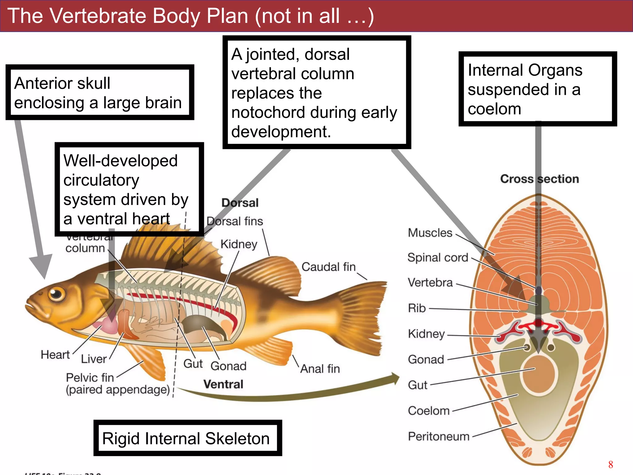 The Vertebrate Body Plan (not in all …)
!58Slides by Jonathan Eisen for BIS2C at UC Davis Spring 2016
Anterior skull
enclosing a large brain
A jointed, dorsal
vertebral column
replaces the
notochord during early
development.
Internal Organs
suspended in a
coelom
Well-developed
circulatory
system driven by
a ventral heart
Rigid Internal Skeleton
 