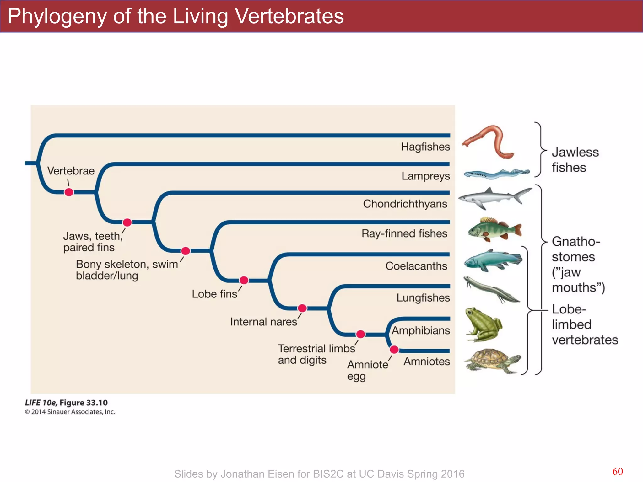 Phylogeny of the Living Vertebrates
!60Slides by Jonathan Eisen for BIS2C at UC Davis Spring 2016
 