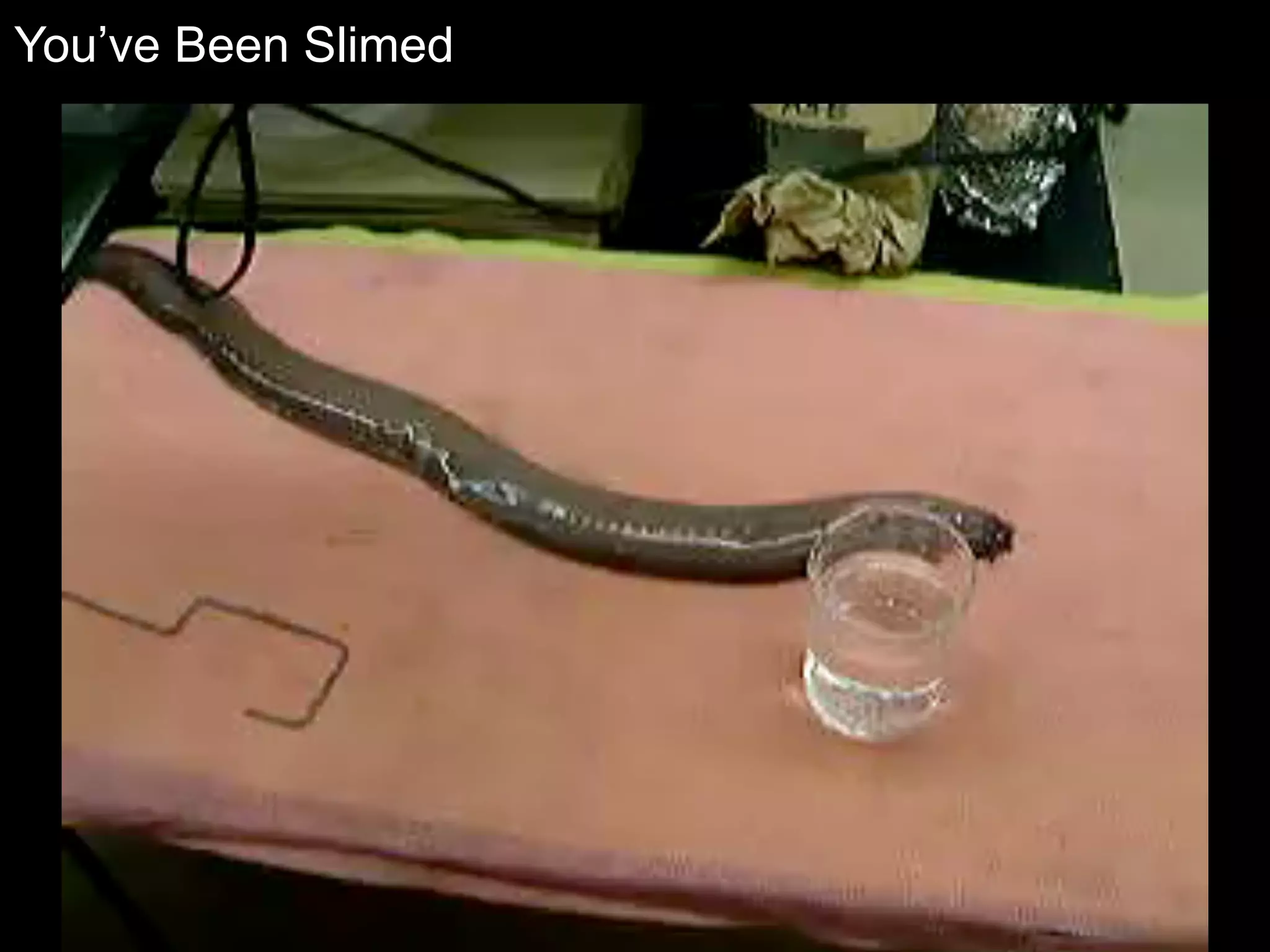 You’ve Been Slimed
 