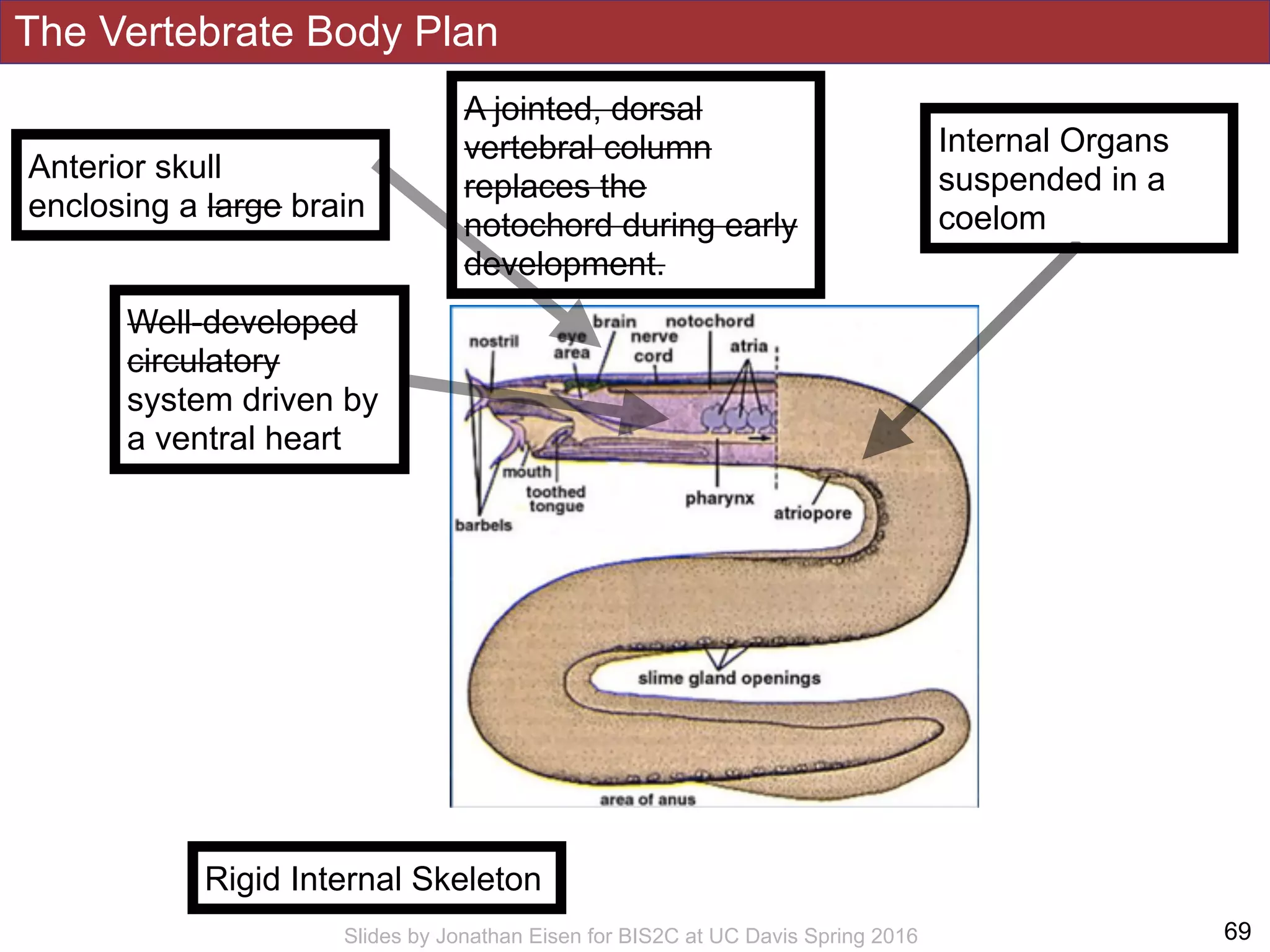 !69Slides by Jonathan Eisen for BIS2C at UC Davis Spring 2016
Anterior skull
enclosing a large brain
A jointed, dorsal
vertebral column
replaces the
notochord during early
development.
Internal Organs
suspended in a
coelom
Rigid Internal Skeleton
Well-developed
circulatory
system driven by
a ventral heart
The Vertebrate Body Plan
 