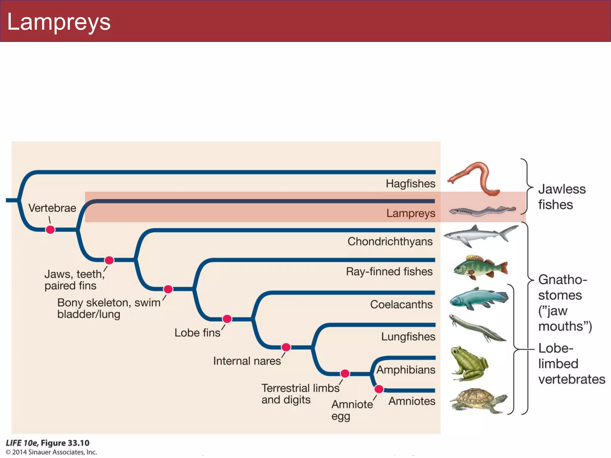 Slides by Jonathan Eisen for BIS2C at UC Davis Spring 2016 70
Lampreys
 