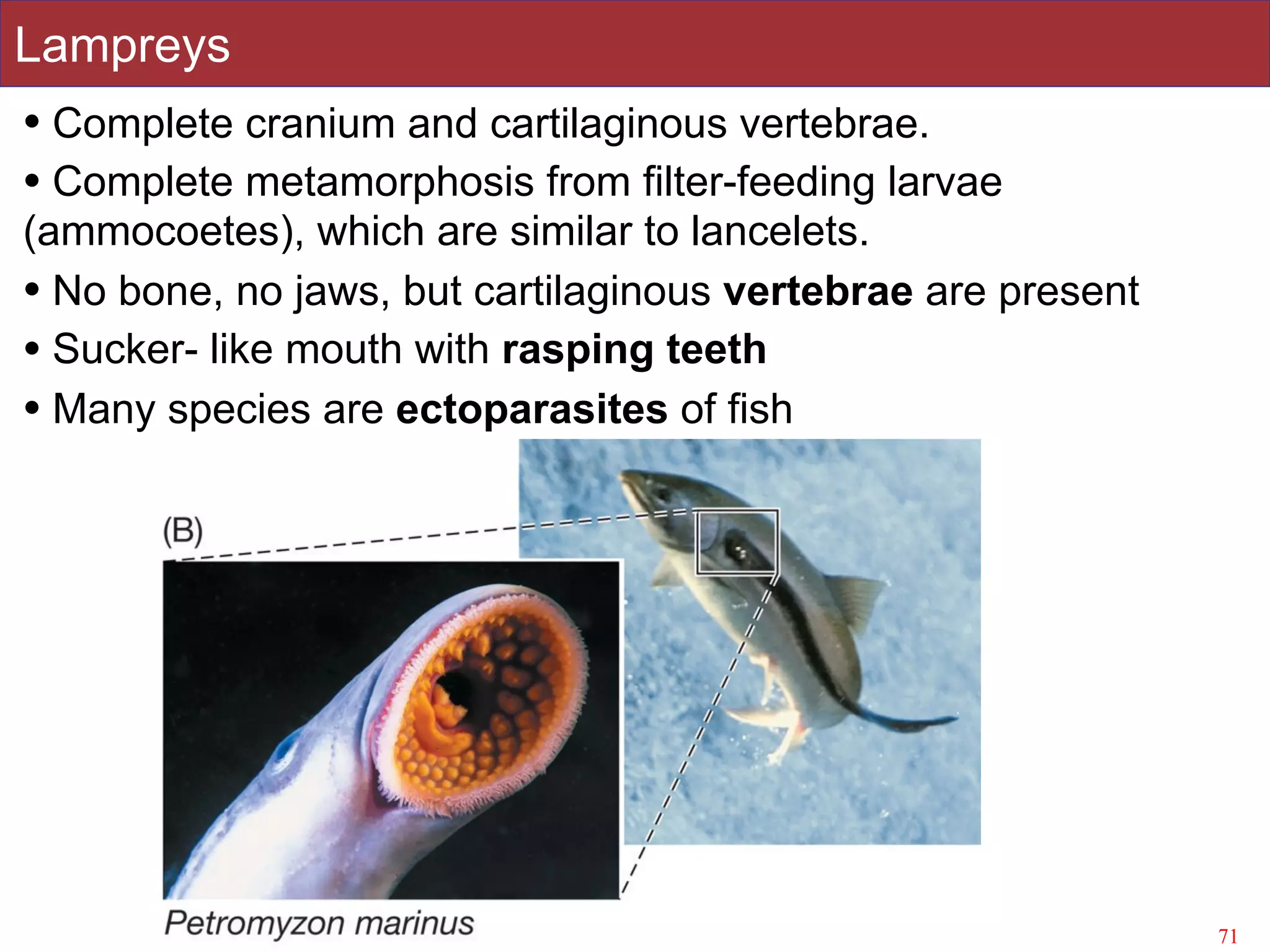 Slides by Jonathan Eisen for BIS2C at UC Davis Spring 2016
Lampreys
71
• Complete cranium and cartilaginous vertebrae.
• Complete metamorphosis from filter-feeding larvae
(ammocoetes), which are similar to lancelets.
• No bone, no jaws, but cartilaginous vertebrae are present
• Sucker- like mouth with rasping teeth
• Many species are ectoparasites of fish
 