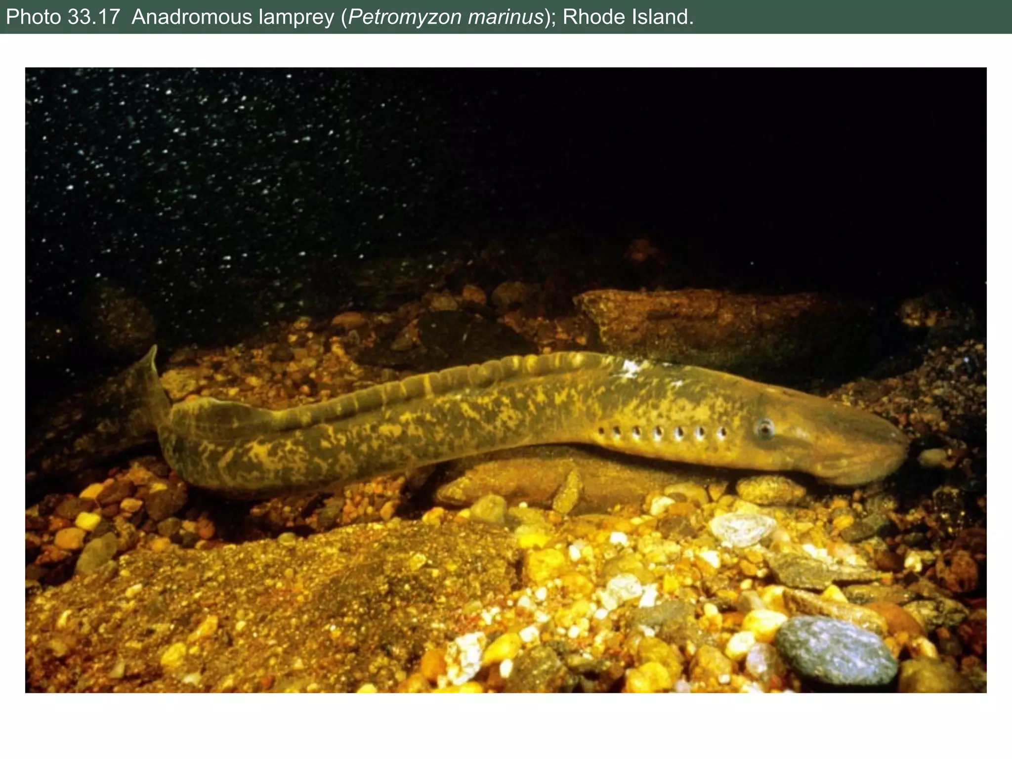 Photo 33.17 Anadromous lamprey (Petromyzon marinus); Rhode Island.
 