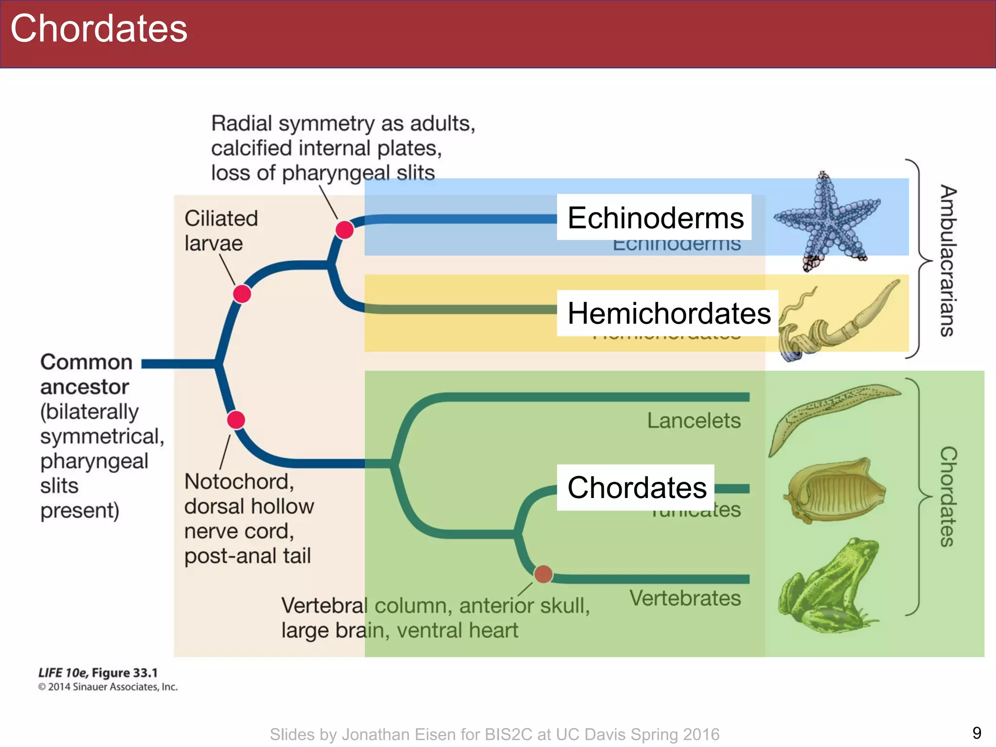 Slides by Jonathan Eisen for BIS2C at UC Davis Spring 2016
Chordates
9
Echinoderms
Hemichordates
Chordates
 