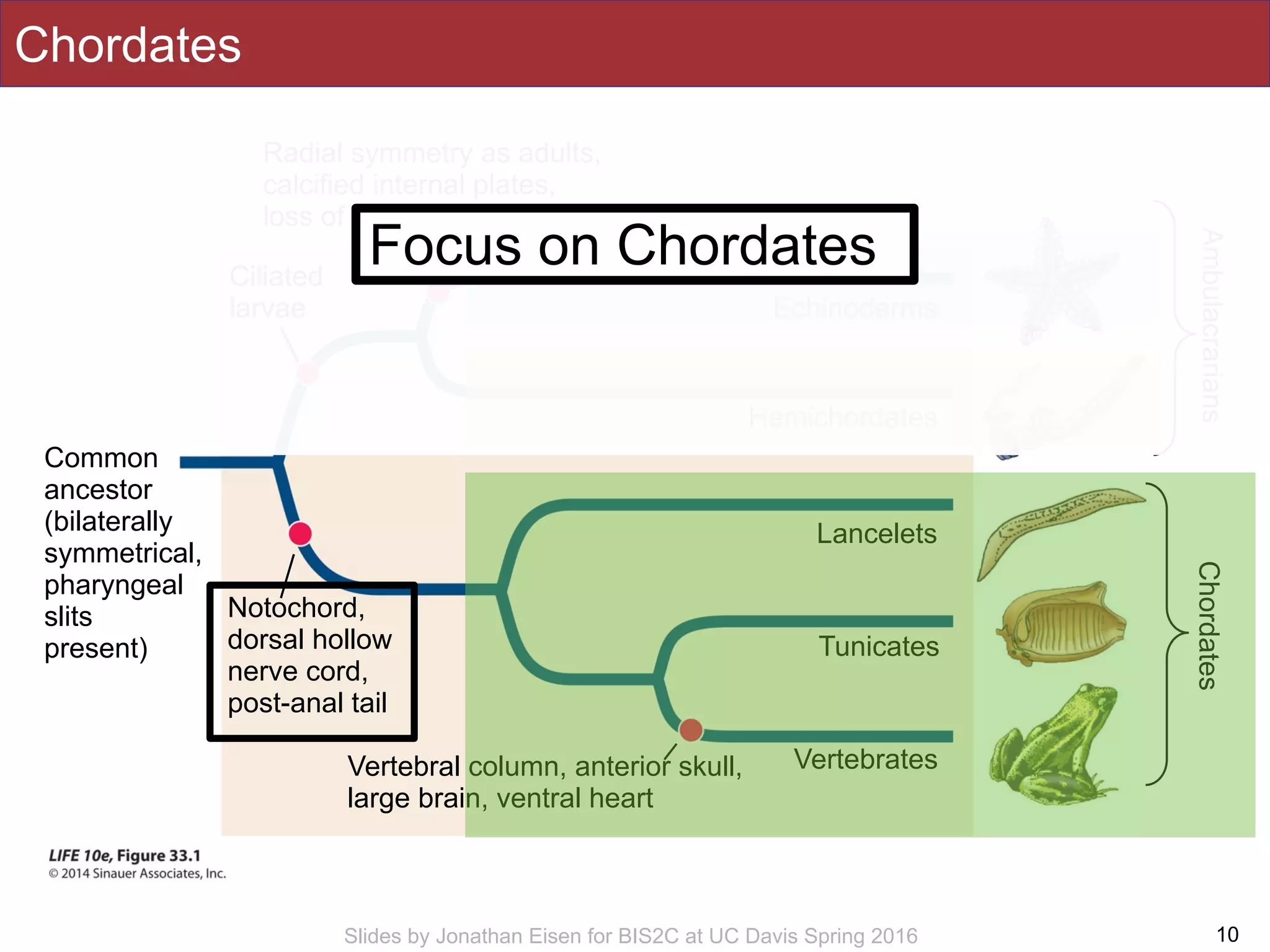 Slides by Jonathan Eisen for BIS2C at UC Davis Spring 2016
Chordates
10
Chordates
Common
ancestor
(bilaterally
symmetrical,
pharyngeal
slits
present)
Echinoderms
Hemichordates
Lancelets
Tunicates
VertebratesVertebral column, anterior skull,
large brain, ventral heart
Notochord,
dorsal hollow
nerve cord,
post-anal tail
Radial symmetry as adults,
calcified internal plates,
loss of pharyngeal slits
Ciliated
larvae
Ambulacrarians
Focus on Chordates
 