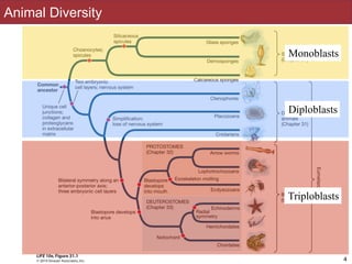Slides by Jonathan Eisen for BIS2C at UC Davis Spring 2016
Animal Diversity
4
Diploblasts
Triploblasts
Monoblasts
 