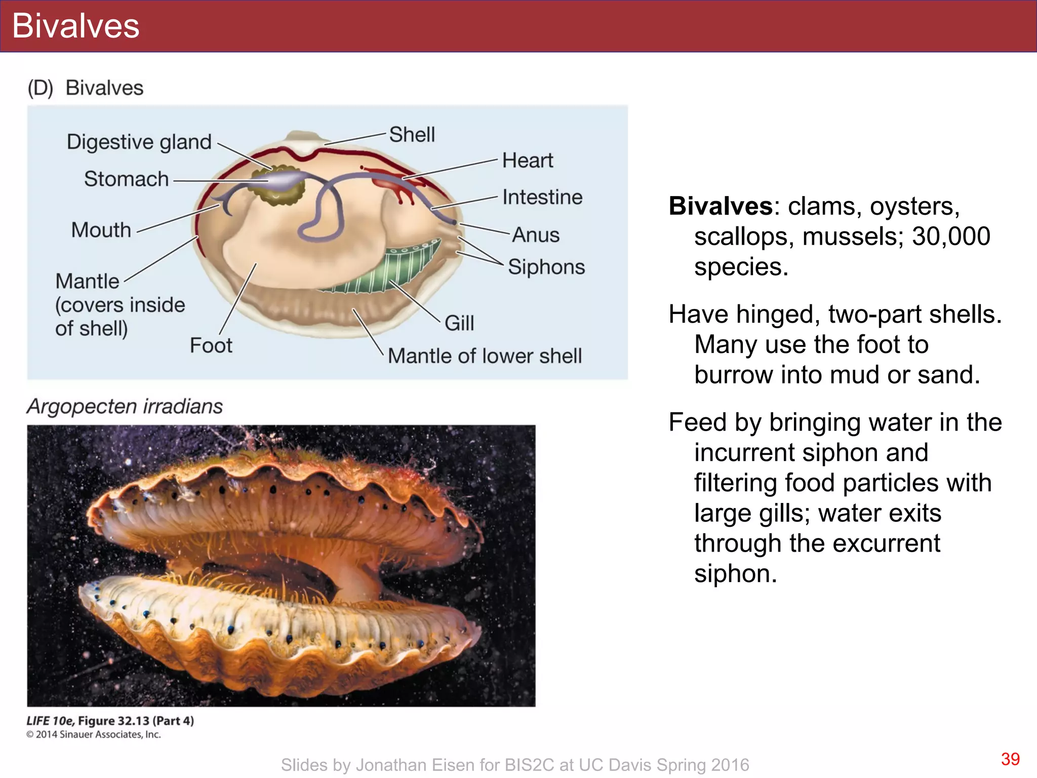 BIS2C: Lecture 28: Lophotrochozoans | PDF