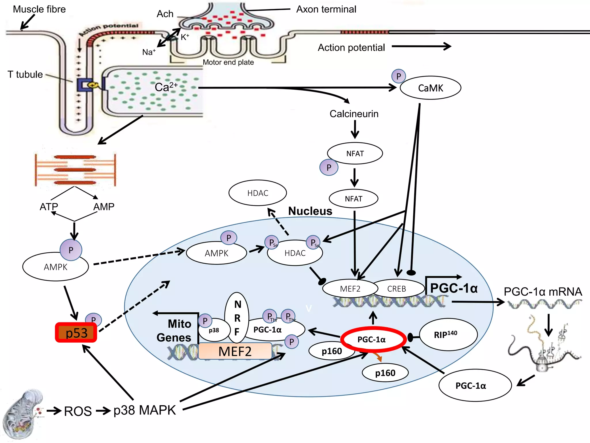 p160
RIP
140
v
PGC-1α mRNACREBMEF2 PGC-1α
AMPATP
AMPK
P AMPK
P
PGC-1α
MEF2
Mito
Genes
Nucleus
PGC-1α
PGC-1α
p160
ROS p38 MAPK
N
R
Fp38
P P PThr Thr
HDAC
P PSe Se
NFAT
HDAC
RIP140
p160
P
CaMK
P
Calcineurin
NFAT
P
T tubule
Muscle fibre
Action potential
Axon terminalAch
Motor end plate
Na+
K+
Ca2+
P
p53
 