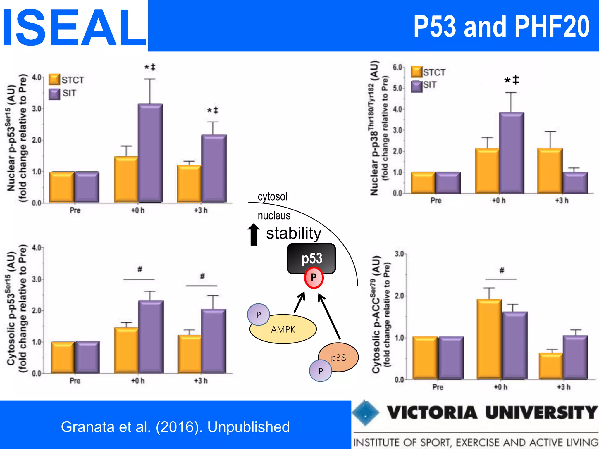 ISEAL
p53
P
nucleus
cytosol
stability
AMPK
P
p38
P
P53 and PHF20
Granata et al. (2016). Unpublished
 