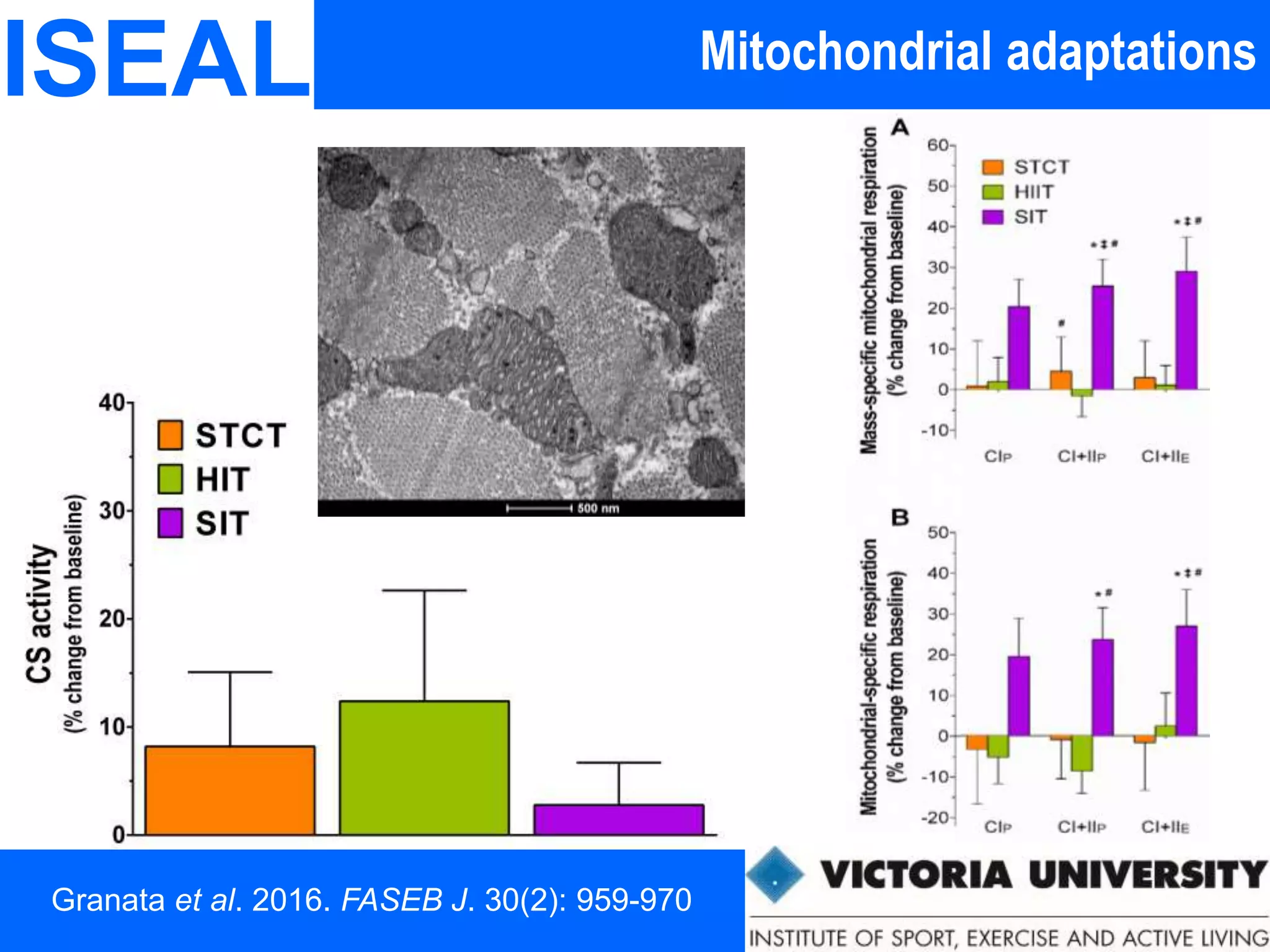 Mitochondrial adaptationsISEAL
Granata et al. 2016. FASEB J. 30(2): 959-970
 