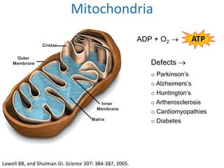 Mitochondria
Cristae
Outer
Membrane
Matrix
Inner
Membrane
Lowell BB, and Shulman GI. Science 307: 384-387, 2005.
Defects 
o Parkinson’s
o Alzheimers’s
o Huntington’s
o Artherosclerosis
o Cardiomyopathies
o Diabetes
ADP + O2  ATP
 