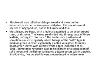 • Goutweed, also called as bishop's weed and snow on the
mountain, is an herbaceous perennial plant. It is one of several
species of Aegopodium, native to Europe and Asia.
• Most leaves are basal, with a leafstalk attached to an underground
stem, or rhizome. The leaves are divided into three groups of three
leaflets, making it "triternate." The leaflets are toothed and
sometimes much irregularly lobed. Foliage of the "wild" type is
medium green in color; a generally planted variegated form has
bluish green leaves with creamy white edges (Andersen et al.,
1996). Sometimes reversion back to solid green or a concoction of
solid green and the lighter variegated pattern occurs within a patch.
Small, white, five petaled flowers are produced in midsummer.
 