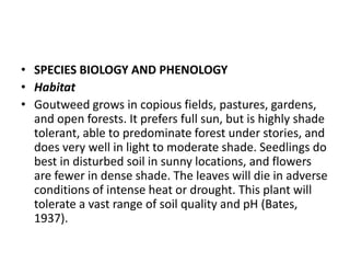 • SPECIES BIOLOGY AND PHENOLOGY
• Habitat
• Goutweed grows in copious fields, pastures, gardens,
and open forests. It prefers full sun, but is highly shade
tolerant, able to predominate forest under stories, and
does very well in light to moderate shade. Seedlings do
best in disturbed soil in sunny locations, and flowers
are fewer in dense shade. The leaves will die in adverse
conditions of intense heat or drought. This plant will
tolerate a vast range of soil quality and pH (Bates,
1937).
 
