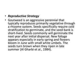 • Reproductive Strategy
• Goutweed is an aggressive perennial that
typically reproduces primarily vegetative through
a rhizome system. Seeds specifically require cold
stratification to germinate, and the seed bank is
short-lived. Seeds commonly will germinate the
next year after initial dispersal. New foliage
appears especially in early spring and flowers
bloom in June with small white umbels. The
seeds turn brown when they ripen in late
summer (Al Gharbi et al., 1984).
 