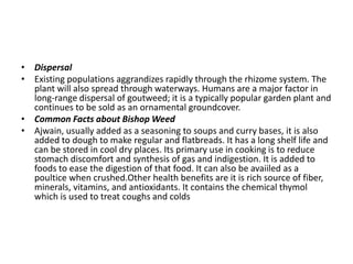 • Dispersal
• Existing populations aggrandizes rapidly through the rhizome system. The
plant will also spread through waterways. Humans are a major factor in
long-range dispersal of goutweed; it is a typically popular garden plant and
continues to be sold as an ornamental groundcover.
• Common Facts about Bishop Weed
• Ajwain, usually added as a seasoning to soups and curry bases, it is also
added to dough to make regular and flatbreads. It has a long shelf life and
can be stored in cool dry places. Its primary use in cooking is to reduce
stomach discomfort and synthesis of gas and indigestion. It is added to
foods to ease the digestion of that food. It can also be avaiiled as a
poultice when crushed.Other health benefits are it is rich source of fiber,
minerals, vitamins, and antioxidants. It contains the chemical thymol
which is used to treat coughs and colds
 