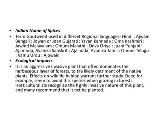 • Indian Name of Spices
• Term Goutweed used in different Regional languages- Hindi : Ajwain
Bengali : Jowan or Joan Gujarati : Yavan Kannada : Oma Kashmiri :
Jawind Malayalam : Omum Marathi : Onva Oriya : Juani Punjabi :
Ajamoda, Avanika Sanskrit : Ajamoda, Avanika Tamil : Omum Telugu
: Vamu Urdu : Ajowain
• Ecological Impacts
• It is an aggressive invasive plant that often dominates the
herbaceous layer of forests, to the likely detriment of the native
plants. Effects on wildlife habitat warrant further study. Deer, for
example, seem to avoid this species when grazing in forests.
Horticulturalists recognize the highly invasive nature of this plant,
and many recommend that it not be planted.
 