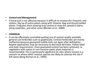 • Control and Management
• Hand-pull is not affective because it difficult to remove the rhizomes and
stolons. Dig up of entire plants along with rhizome. Bag and discard pulled
plants. Frequent short mowing may control or slow the spread in lawns,
along roadsides, and other areas (Bender et al., 2000).
• CHEMICAL
• It can be effectively controlled availing any of several readily available
general use herbicides such as glyphosate. Contact herbicides are mainly
ineffective because goutweed readily leafs out again after defoliation.
Repeat applications may be necessary to decrease densities. Follow label
and state requirements. Once goutweed control has been achieved, re-
vegetation with native or non-invasive exotic plant materials is
recommended. This is particularly significant on sites where erosion is a
concern or where other invasive species are likely to colonize the site if
left alone (Borg-Karlson et al., 1994).
 