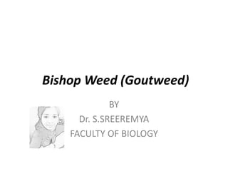 Bishop Weed (Goutweed)
BY
Dr. S.SREEREMYA
FACULTY OF BIOLOGY
 