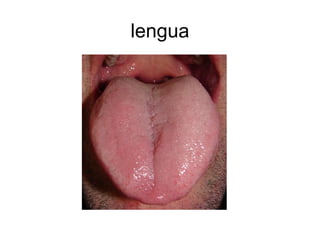 lengua
 