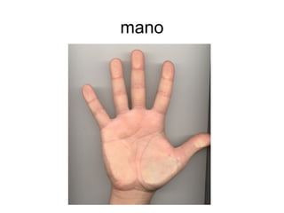 mano
 