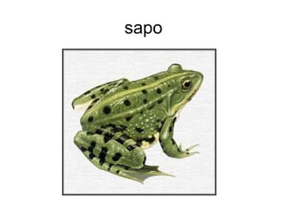 sapo
 