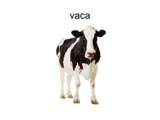 vaca
 