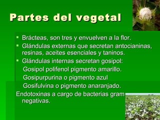 Partes del vegetal
  Brácteas, son tres y envuelven a la flor.
  Glándulas externas que secretan antocianinas,
   resinas, aceites esenciales y taninos.
  Glándulas internas secretan gosipol:
   Gosipol polifenol pigmento amarillo.
   Gosipurpurina o pigmento azul
   Gosifulvina o pigmento anaranjado.
 Endotoxinas a cargo de bacterias gram
   negativas.
 