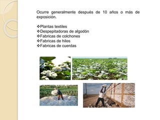 Ocurre generalmente después de 10 años o más de
exposición.
Plantas textiles
Despepitadoras de algodón
Fabricas de colchones
Fabricas de hilos
Fabricas de cuerdas

 