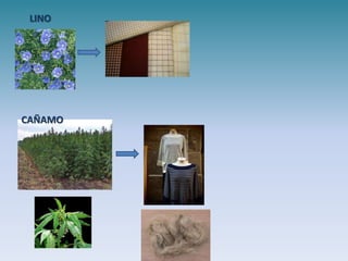 LINO




CAÑAMO
 
