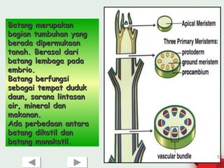 Batang merupakan
bagian tumbuhan yang
berada dipermukaan
tanah. Berasal dari
batang lembaga pada
embrio.
Batang berfungsi
sebagai tempat duduk
daun, sarana lintasan
air, mineral dan
makanan.
Ada perbedaan antara
batang dikotil dan
batang monokotil.
                        12
 