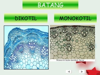 BATANG

   ?
DIKOTIL        MONOKOTIL
                   ?




                           13
 