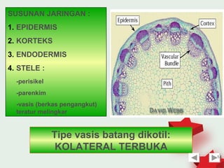 SUSUNAN JARINGAN :
1. EPIDERMIS
2. KORTEKS
3. ENDODERMIS
4. STELE :
  -perisikel
  -parenkim
  -vasis (berkas pengangkut)
  teratur melingkar


               Tipe vasis batang dikotil:
                KOLATERAL TERBUKA
                                            14
 