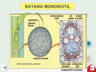 BATANG MONOKOTIL




                   15
 