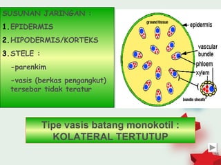 SUSUNAN JARINGAN :
1.EPIDERMIS
2.HIPODERMIS/KORTEKS
3.STELE :
 -parenkim
 -vasis (berkas pengangkut)
 tersebar tidak teratur




            Tipe vasis batang monokotil :
              KOLATERAL TERTUTUP
                                            16
 