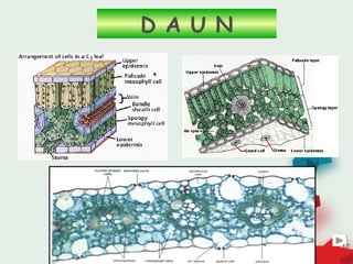 D A U N




          17
 